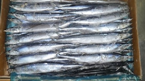 TP. HCM: Thu giữ gần 400 kg cá thu đông lạnh quá hạn sử dụng