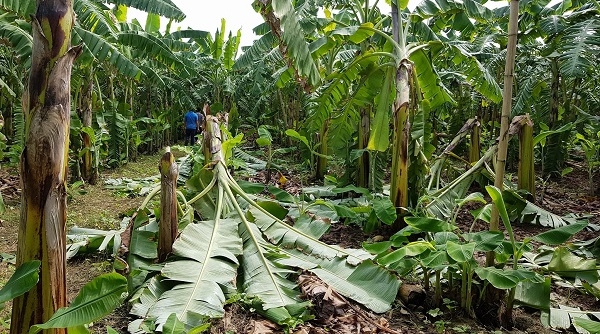 Phú Thọ: Làm rõ vườn chuối hơn 2.000 cây bị chặt đổ ngang thân