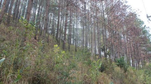 Lâm Đồng: Truy tìm thủ phạm đầu độc 170 cây thông