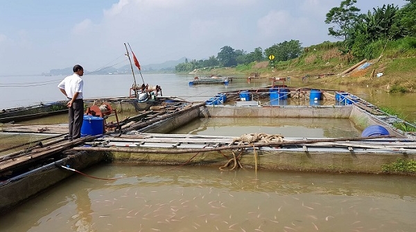 Phú Thọ: Hỗ trợ gần 5 tỷ đồng cho các hộ nuôi cá lồng bị thiệt hại đợt xả lũ