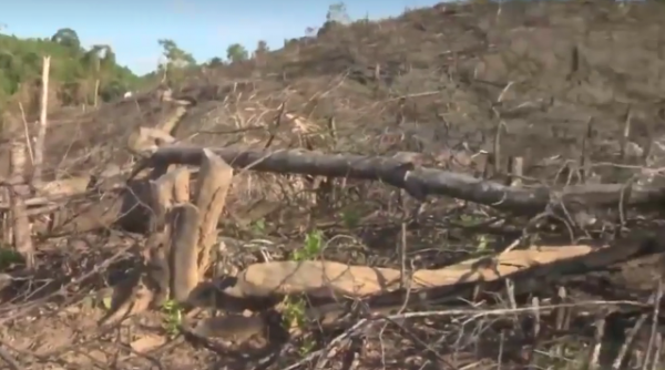 Bình Định: Bắt nghi phạm chủ mưu vụ phá gần 61 ha rừng