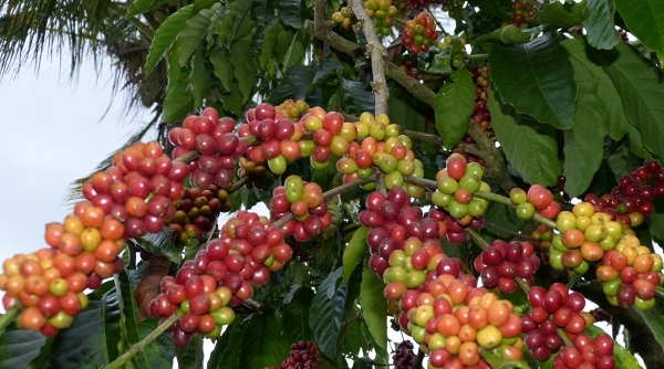 Lâm Đồng: Công bố chứng nhận “Cà phê Cầu Đất Đà Lạt”