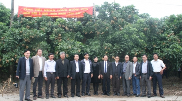 Hội nghị tham quan mô hình nhãn ra quả trái vụ tại Hưng Yên