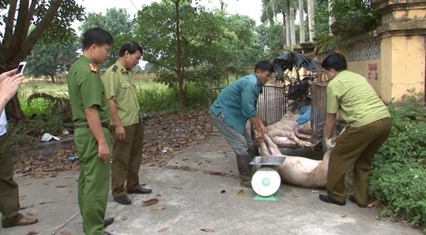 Hưng Yên: Thu giữ 450 kg thịt lợn chết đang trên đường đi tiêu thụ