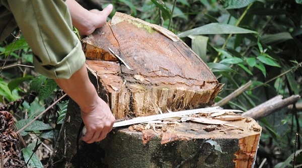 Văn Bàn (Lào Cai): Thực hư câu chuyện phá rừng phòng hộ đầu nguồn ở Nậm Tha