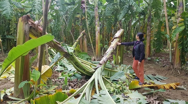 Phú Thọ: Hàng nghìn cây chuối tiếp tục bị chặt phá, vẫn chưa tìm ra thủ phạm