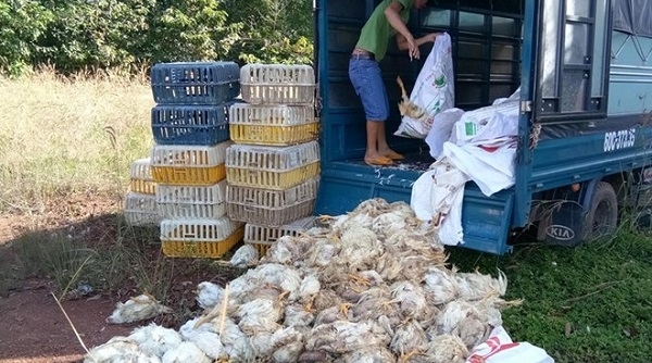 Bắt giữ xe tải chở gần 400 con gà bốc mùi hôi thối