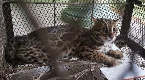 Huế: Tiếp nhận một cá thể mèo rừng quý hiếm được nuôi nhốt từ người dân