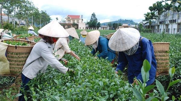 “Bảo Lộc - Hương trà - Sắc tơ” - chủ đề Tuần Văn hóa Trà và Tơ lụa Lâm Đồng