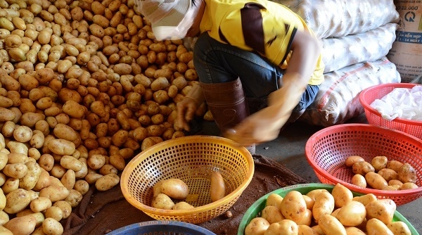 Lâm Đồng: Lại tìm cách ngăn chặn khoai tây Trung Quốc “đội lốt” khoai tây Đà Lạt
