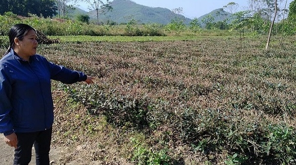 Thái Nguyên: Đất trồng chè đặc sản Tân Cương nguy cơ bị 'xóa sổ' do khai thác cát