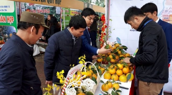 Nghệ An: Lần đầu tiên tổ chức hội chợ cam Vinh