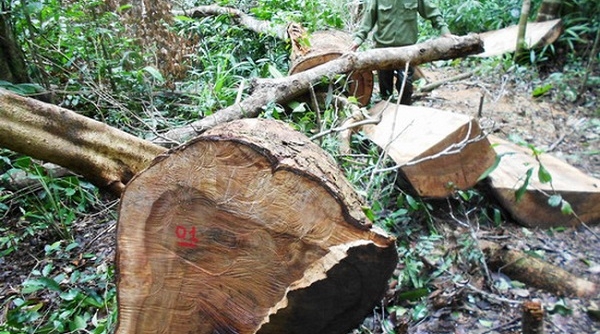 Chặn đứng ngay tình trạng phá rừng