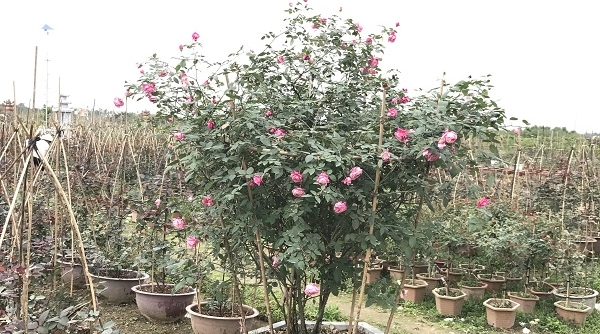 Huyện An Dương (Hải Phòng): Làng hoa cây cảnh Kiều Trung được mùa hoa hồng