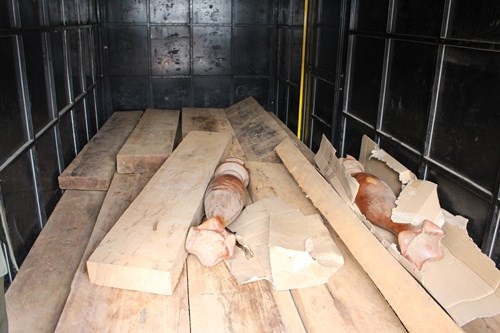 Quảng Bình: Bắt giữ lượng lớn gỗ lậu đang trên đường đi tiêu thụ