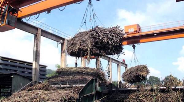 Gia Lai: Người trồng mía lao đao vì nhà máy đường thu mua cầm chừng