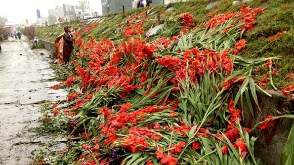 Hà Nội: Hoa lay ơn bị vứt bỏ đỏ đường sau Tết Mậu Tuất