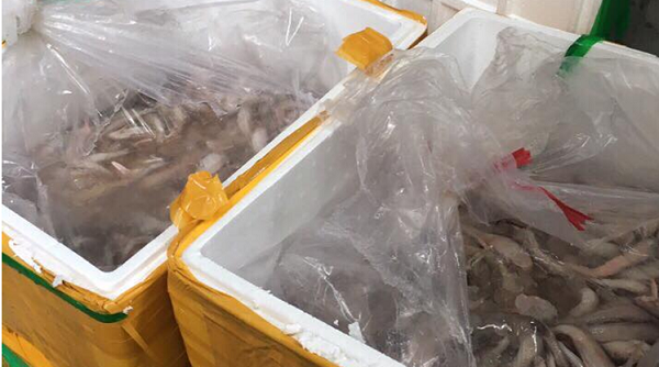 Quảng Ninh: Bắt giữ vụ vận chuyển trái phép 950 kg cá khoai, cá đối đông lạnh