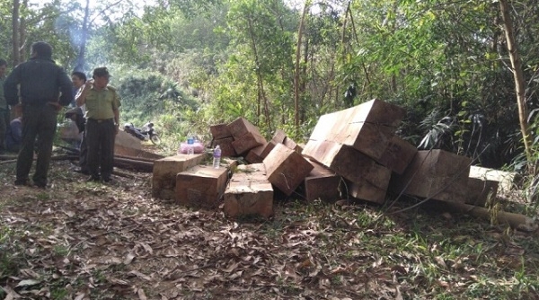 Đắk Lắk: Bắt giữ vụ vận chuyển gỗ quy mô lớn