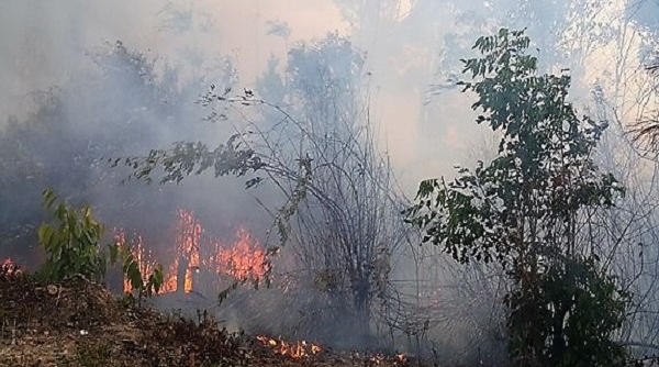 Gia Lai: Trong 2 ngày cháy hơn 40 ha rừng thông phòng hộ