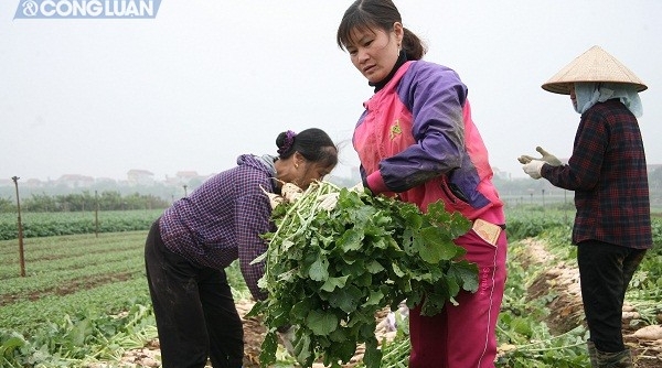 Mê Linh (Hà Nội): Người dân “khóc ròng” vì hơn 1.000 tấn củ cải bị tồn ứ