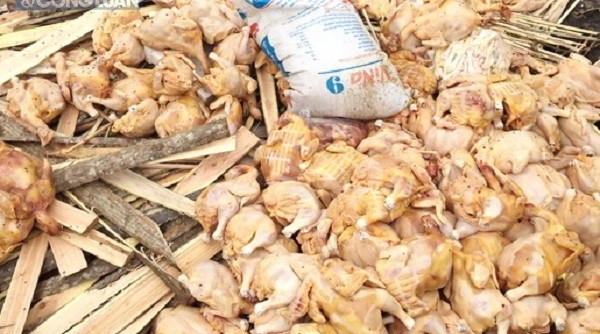 Đồng Nai: Bắt giữ gần nửa tấn thịt gà không rõ nguồn gốc