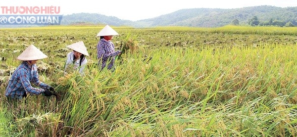 Huyện Thanh Ba (Phú Thọ): Khởi sắc những làng quê