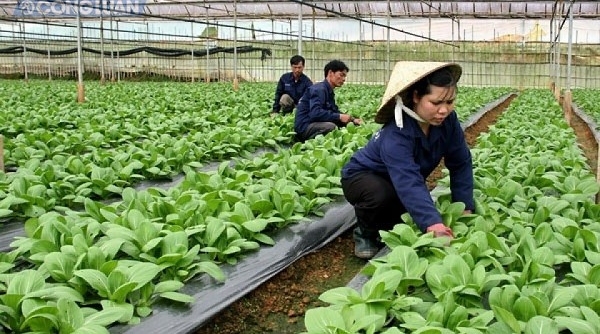 Tây Ninh: Nhiều HTX ứng dụng công nghệ cao vào sản xuất nông nghiệp