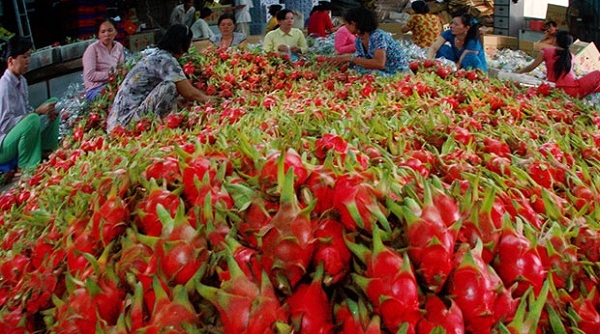 Doanh nghiệp xuất khẩu hoa quả sang Quảng Tây, Trung Quốc cần lưu ý điều gì?