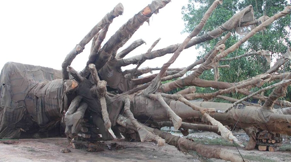Vụ 3 cây "siêu khủng" bị bắt ở Thừa Thiên Huế: Đã có người đến nhận là chủ cây