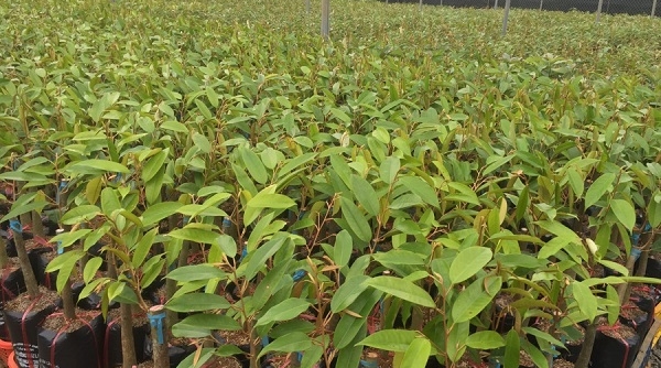Lâm Đồng: Đột nhập vườn ươm trộm cây giống trị giá hàng trăm triệu đồng