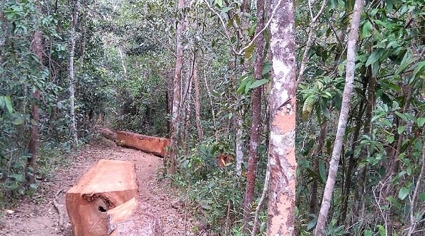 Gia Lai: Khẩn trương điều tra nhóm đối tượng cướp tang vật phá rừng
