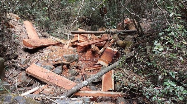 Bắt giữ một vụ phá rừng quy mô lớn tại Vườn quốc gia Yok Đôn