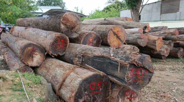 Đắk Nông: Bắt khẩn cấp Phượng “râu”, trùm buôn gỗ lậu khét tiếng