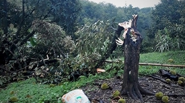 Xót xa lốc xoáy quật ngã hơn 10 ha sầu riêng ở Lâm Đồng