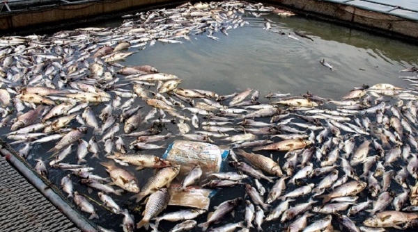 Hải Dương: Hàng trăm tấn cá nuôi lồng bị chết đồng loạt