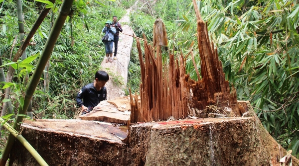 Phát hiện hơn 4.200 vụ vi phạm pháp luật về bảo vệ rừng trong 4 tháng đầu năm