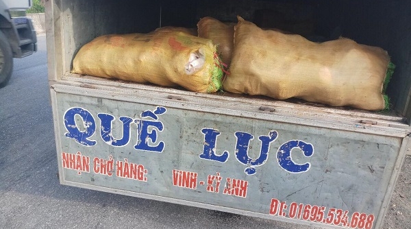 Bắt xe ô tô vận chuyển hơn 300 kg da lợn hôi thối ra Nghệ An tiêu thụ