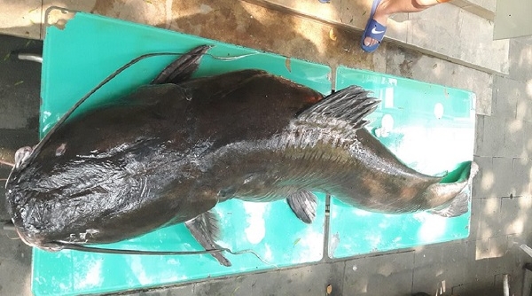 Bắt được cá lăng khủng dài 2 mét, nặng 100kg tại Sơn La