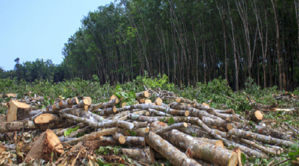 Công điện khẩn của Bộ NN&PTNT về tăng cường bảo vệ, ngăn chặn tình trạng phá rừng