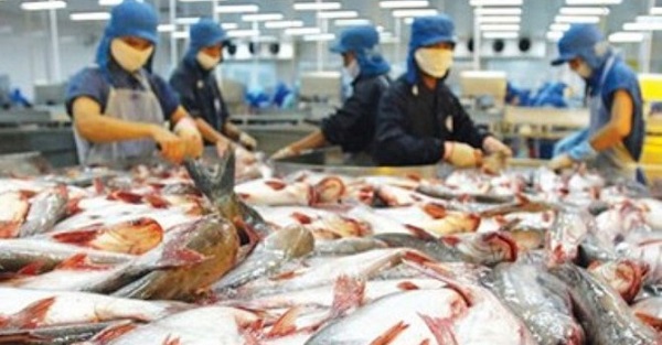 EC và Hoa Kỳ sắp thanh tra cá da trơn của Việt Nam