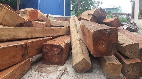 Gia Lai: Tàng trữ hàng chục khối gỗ lậu, giám đốc doanh nghiệp bị bắt khẩn cấp