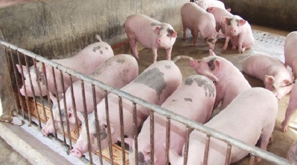 Giá lợn hơi tiếp tục tăng cao, Cục chăn nuôi ra khuyến cáo