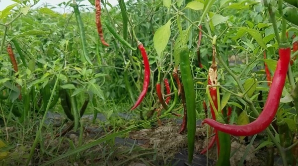 Bị DN lật kèo, hàng tấn ớt của nông dân có nguy cơ bị hỏng ngoài đồng