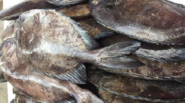 Móng Cái: Phát hiện 780 kg cá dìa đông lạnh, nguồn gốc Trung Quốc