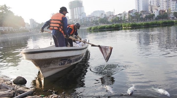Xác định nguyên nhân cá chết tại hồ Hoàng Cầu
