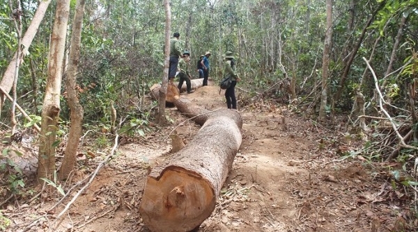 Tăng cường phối hợp quản lý, bảo vệ rừng vùng giáp ranh Gia Lai và Kon Tum
