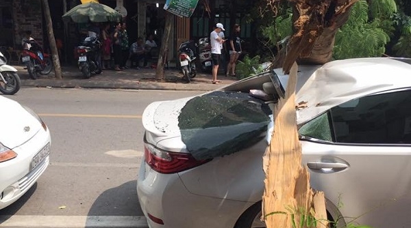Hà Nội: Cây Phượng lớn bất ngờ đổ đè nát xế hộp đắt tiền
