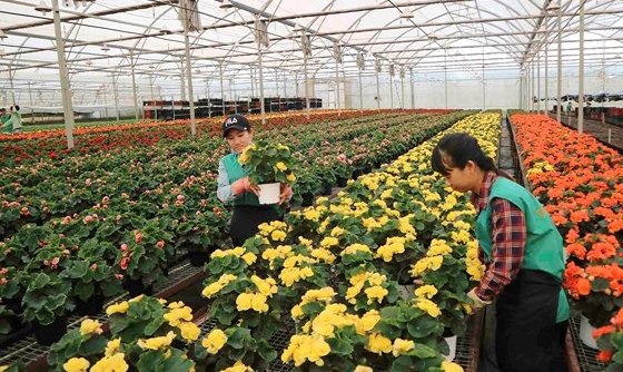 Hà Lan hỗ trợ Lâm Đồng phát triển nông nghiệp bền vững