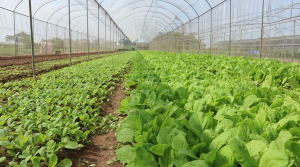 Hà Nội có 4.000 trang trại qui mô lớn, 5.000ha rau an toàn